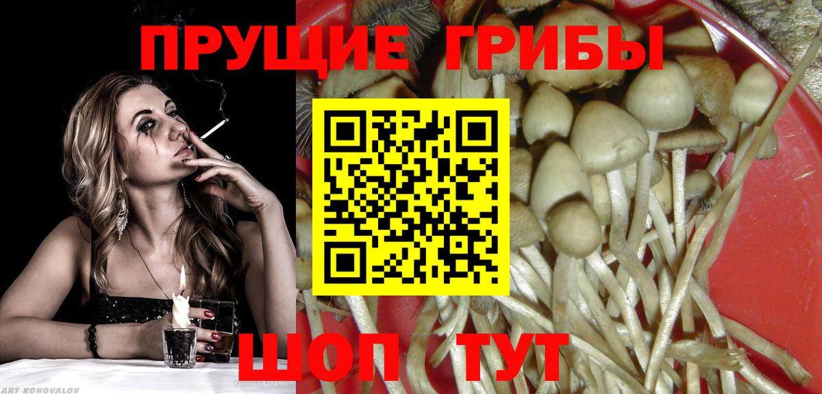 Псилоцибиновые грибы мицелий Ставрополь